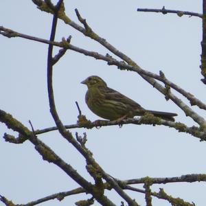 Yellowhammer