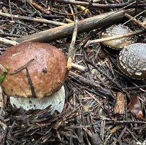 King Bolete