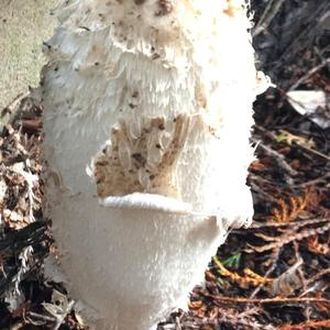 Shaggy Mane