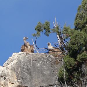 Griffon Vulture