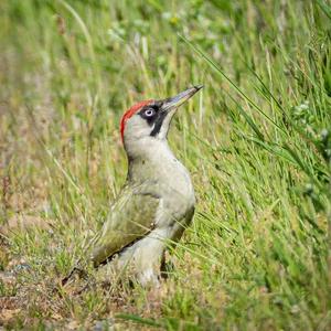 Eurasian Green Woodpecker