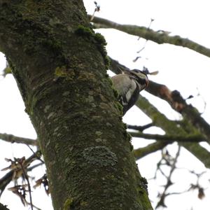 Great Spotted Woodpecker