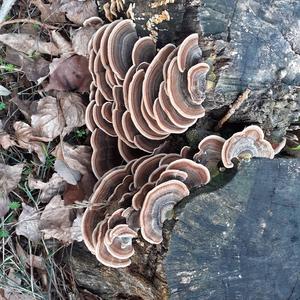 Turkey-tail