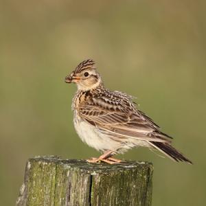 Eurasian Skylark