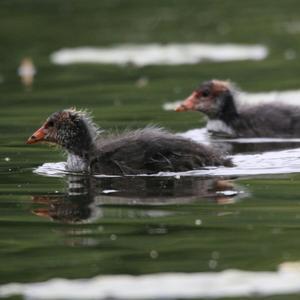 Bläßhuhn