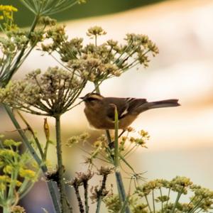 Cinereous Conebill