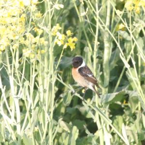 European stonechat