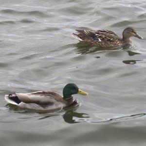 Mallard