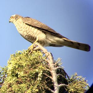 Eurasian Sparrowhawk