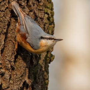 Wood Nuthatch