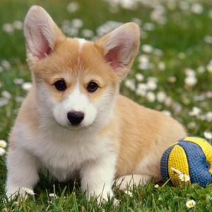 Welsh Corgi (Cardigan)