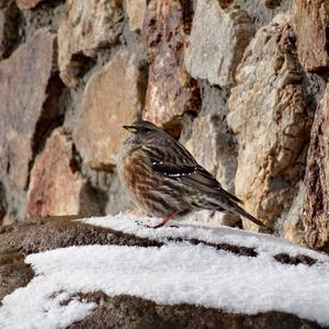 Alpine Accentor