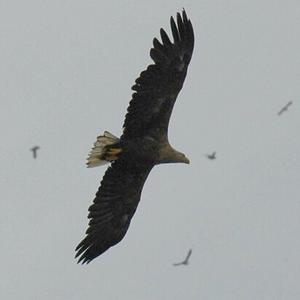 White-tailed Eagle