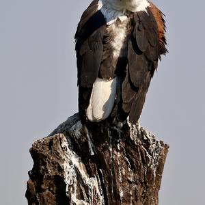 African Fish-eagle