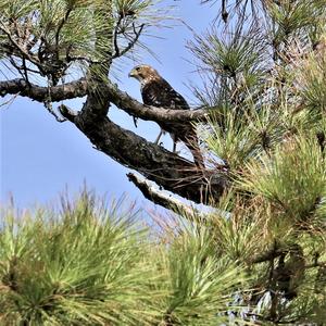 Sharp-shinned Hawk