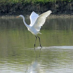 Great Egret