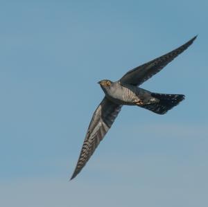 Common Cuckoo