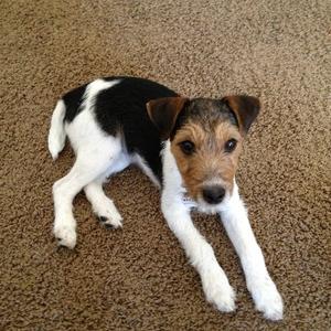 Russell Terrier