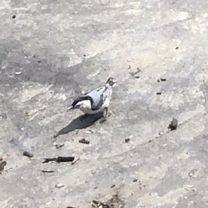 White-breasted Nuthatch