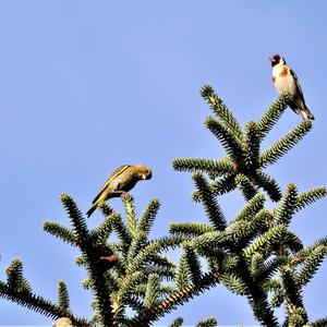 European Goldfinch