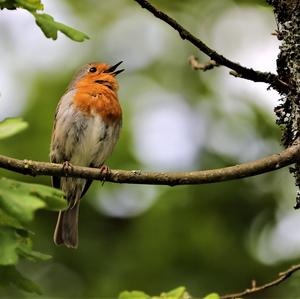 European Robin