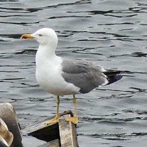 Yellow-legged Gull