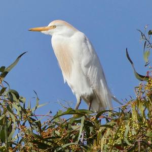 Cattle Egret