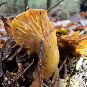 Chanterelle, Common