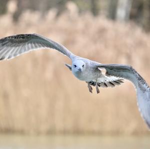 Herring Gull