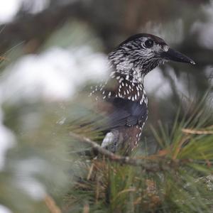 Spotted Nutcracker