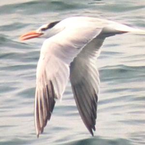 Little Tern