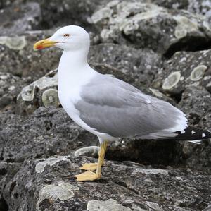 Yellow-legged Gull