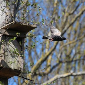 Common Starling