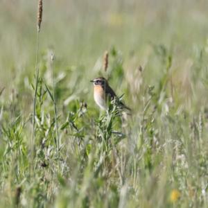 Braunkehlchen