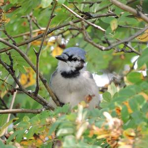 Blue Jay