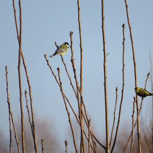 Eurasian Siskin