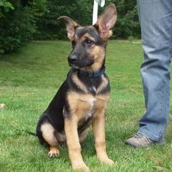 German Shepherd