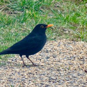 Eurasian Blackbird