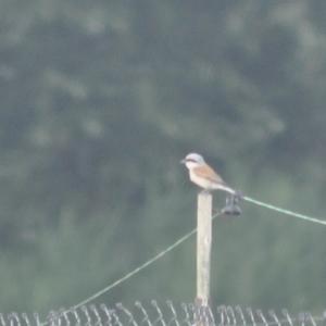 Red-backed Shrike