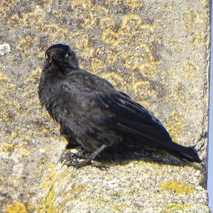 Eurasian Jackdaw