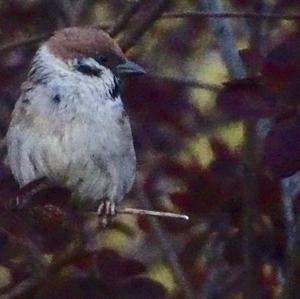 Eurasian Tree Sparrow