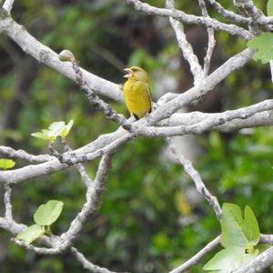 European Greenfinch