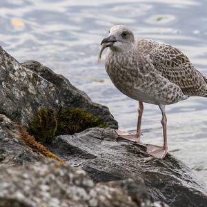 Yellow-legged Gull