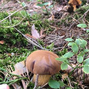 Bay Bolete