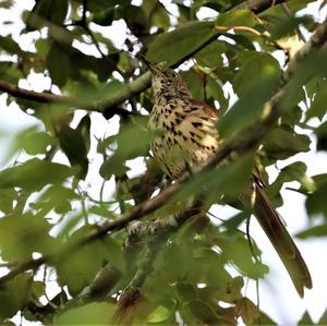 Brown Thrasher