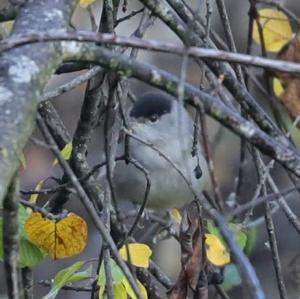 Blackcap