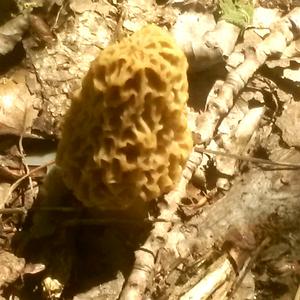 Yellow Morel