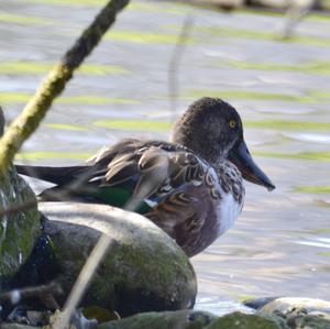 Northern Shoveler