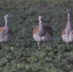 Great Bustard