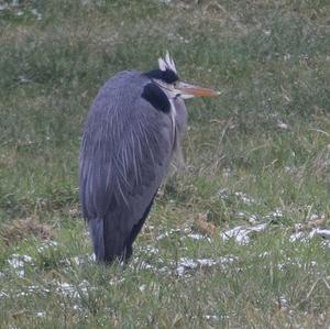 Grey Heron